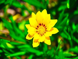 Resplandeciente flor amarilla