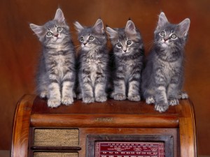 Cuatro gatitos de color gris