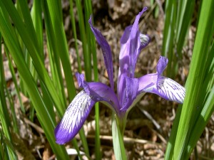 Iris de dos colores