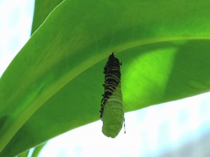 Crisálida de mariposa bajo la hoja