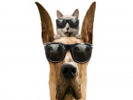 Gato y perro con gafas de sol