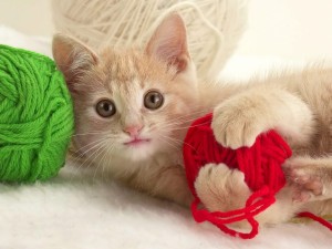Gatito con un ovillo de lana roja