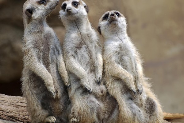 Tres suricatas