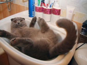 Postal: Gato en el lavabo