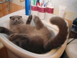 Gato en el lavabo