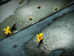 Flores caídas en el suelo