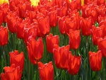 Tulipanes rojos en el campo