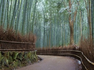Cañas de bambú a lo largo del camino