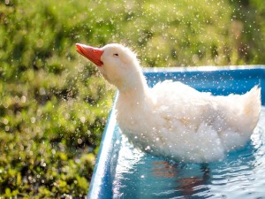 Un pato refrescándose en el agua