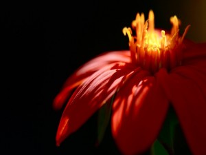 Preciosa flor roja