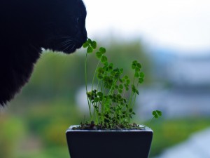 Gato oliendo la planta