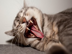 La boca del gato