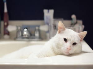 Precioso gato blanco en el lavabo