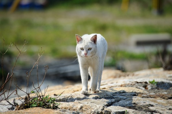 Gato blanco callejero