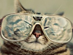 Gato con grandes gafas