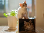 Gatitos jugando con la caja