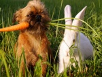 Perro con la zanahoria del conejo