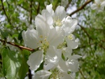 Bonitas flores blancas en la rama