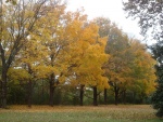 Hilera de árboles con hojas amarillas