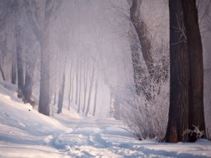 Postal: Camino en la nieve