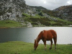 Un caballo comiendo hierba en el lago Ercina (Asturias, España)