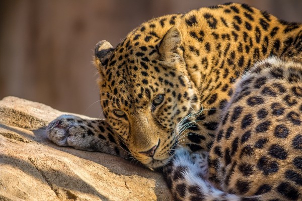 Un precioso leopardo tumbado