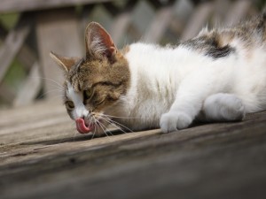 Gato con la lengua en la nariz