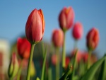 Tulipanes en el campo
