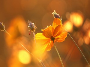 Postal: Flores iluminadas por el sol
