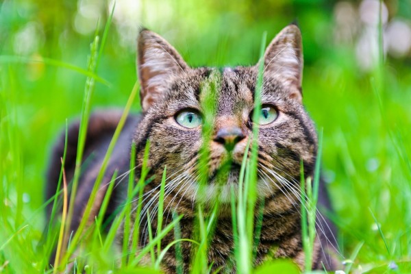 Precioso gato en la hierba