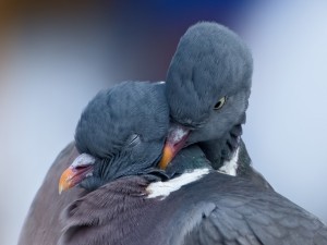 Postal: Pájaros enamorados