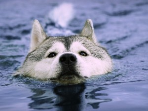 Postal: Husky nadando