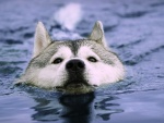 Husky nadando