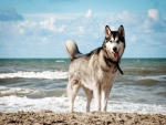 Un husky en la playa