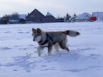 Husky siberiano caminando en la nieve