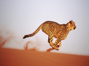 La velocidad del guepardo