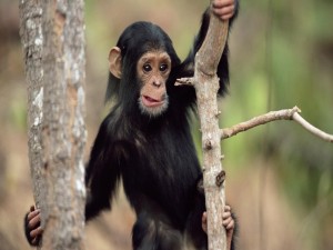 Pequeño chimpancé en el árbol