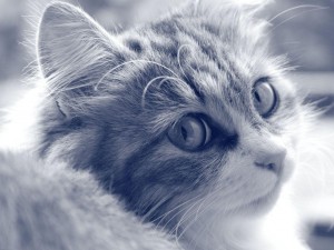 Postal: Un joven gatito muy curioso