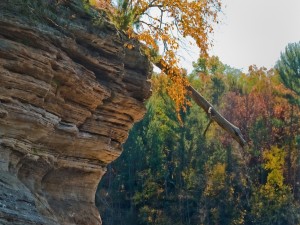 Árbol cayendo de la roca