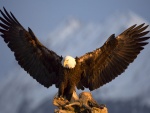 Águila mostrando sus alas