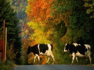 Postal: Dos vacas cruzando la carretera
