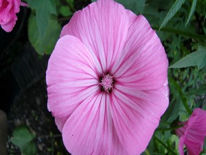 Gran flor de color rosa