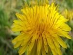 Una flor amarilla con muchos pétalos