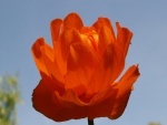 Flor grande de color naranja