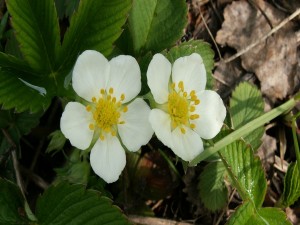 Postal: Dos flores blancas en la planta