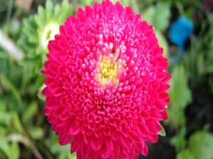 Postal: Crisantemo de color fucsia