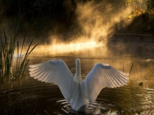 Las alas del cisne