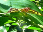 Mariposa sobre una hoja verde