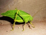 Insecto hoja