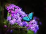 Mariposa azul sobre flores lilas